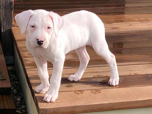 Whatsapp Me +966588993320 Dogo Argentino Puppies 0