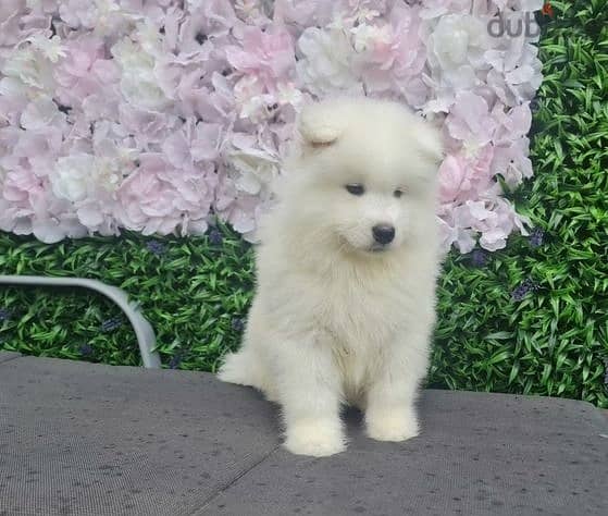 Whatsapp Me +972555074990 Samoyed Puppies 0