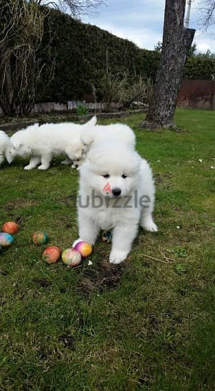 Whatsapp Me +972555074990 Samoyed Puppies 1