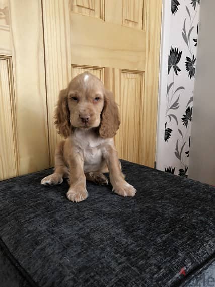 Whatsapp Me +966588993320 Cocker Spaniel Puppies 0