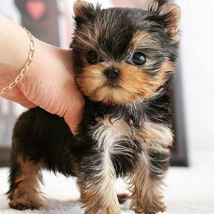 Adorable yorkie puppies for adoption 0