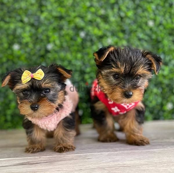 Teacup yorkie puppies for adoption 0