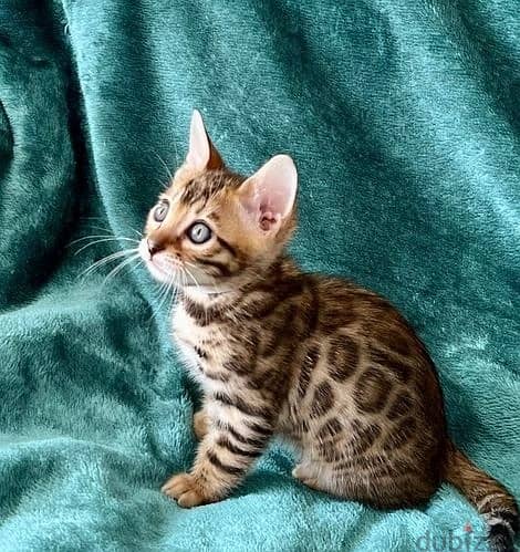 Whatsapp Me +972555074990 Bengal Cats 0