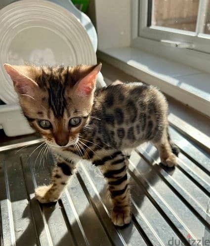 Whatsapp Me +972555074990 Bengal Cats 0