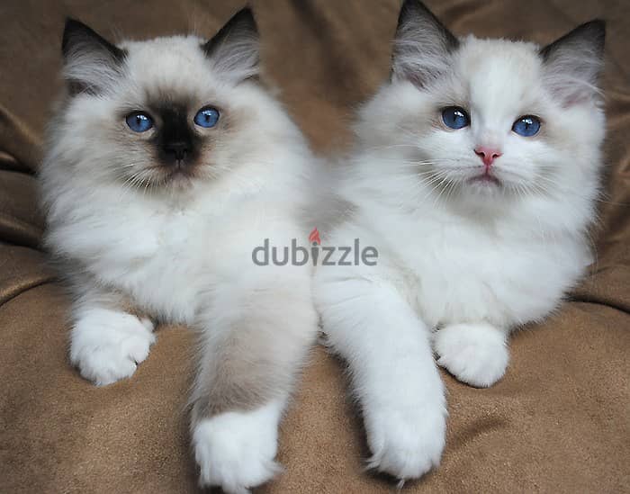 Whatsapp Me +966588993320 Ragdoll Cats 0