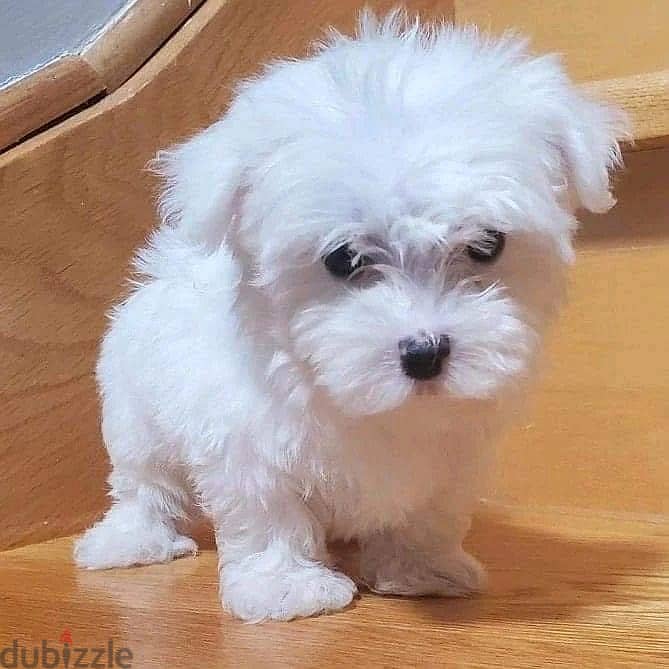 We have beautiful Maltese puppies for free adoption 0