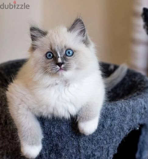 Whatsapp Me +966588993320 Ragdoll Cats 0