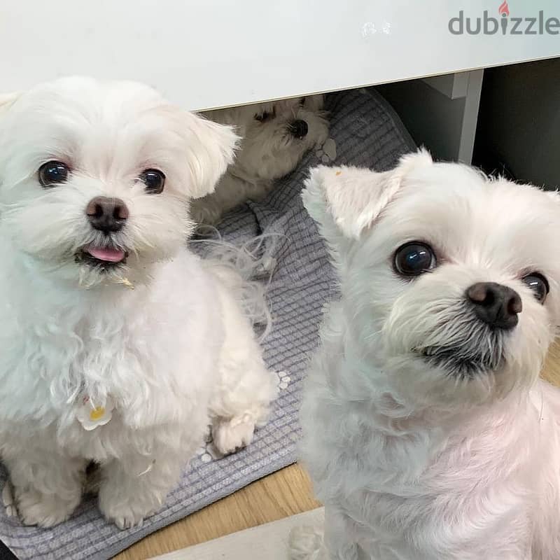 We have healthy male and female maltese 0