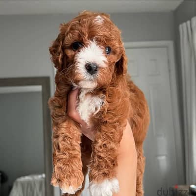 Cavapoo puppies// WhatsApp +97455937699