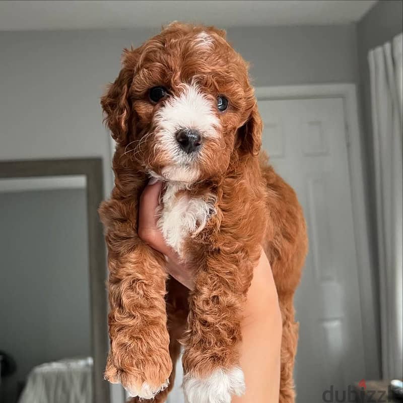 Cavapoo puppies// WhatsApp +97455937699 0