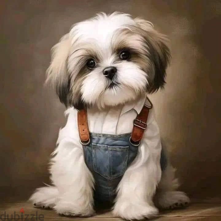 Shih tzu puppies// WhatsApp +97455792932 0