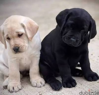 Labrador puppies// WhatsApp +97455792932