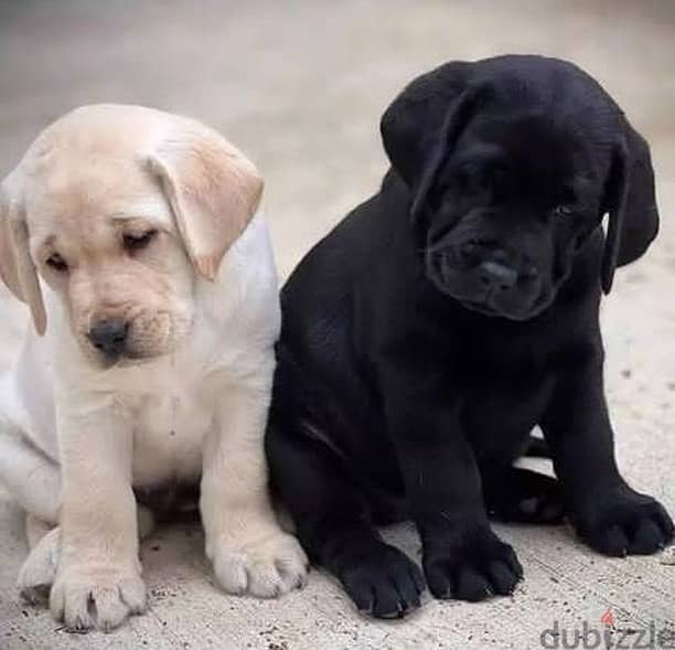 Labrador puppies// WhatsApp +97455792932 0