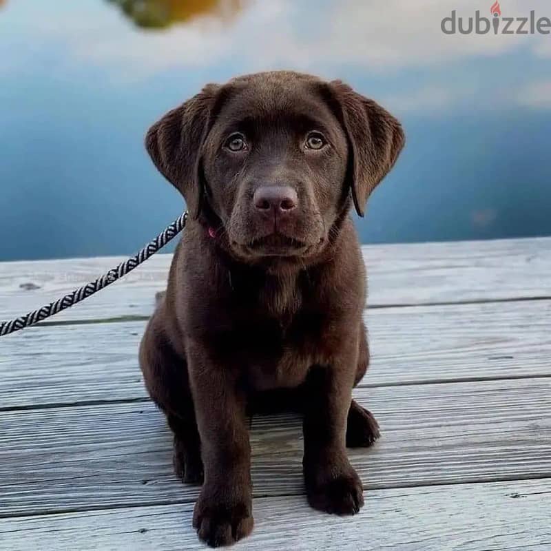 labrador puppies// whatsapp +971552543679 0