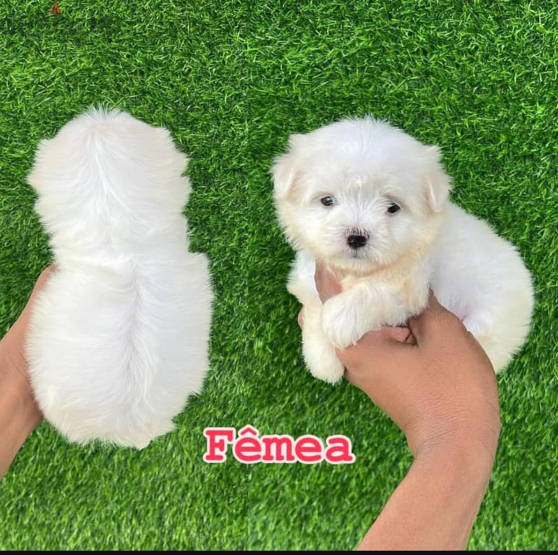 Female Maltese puppy  WhatsApp me ‪ +1 (484) 718‑9164‬ 0