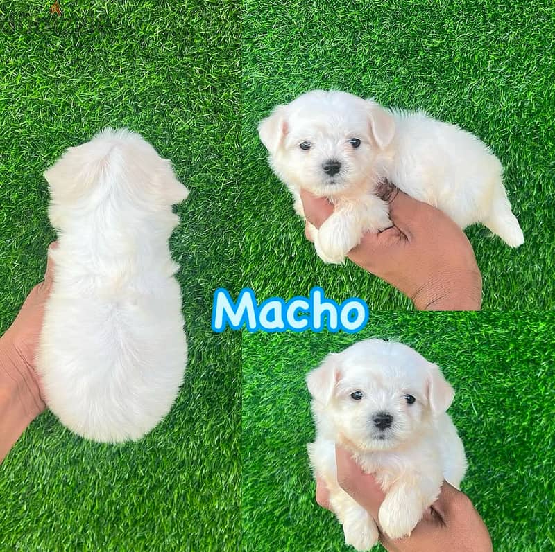 Male Maltese puppy .  WhatsApp me ‪ +1 (484) 718‑9164‬ 0