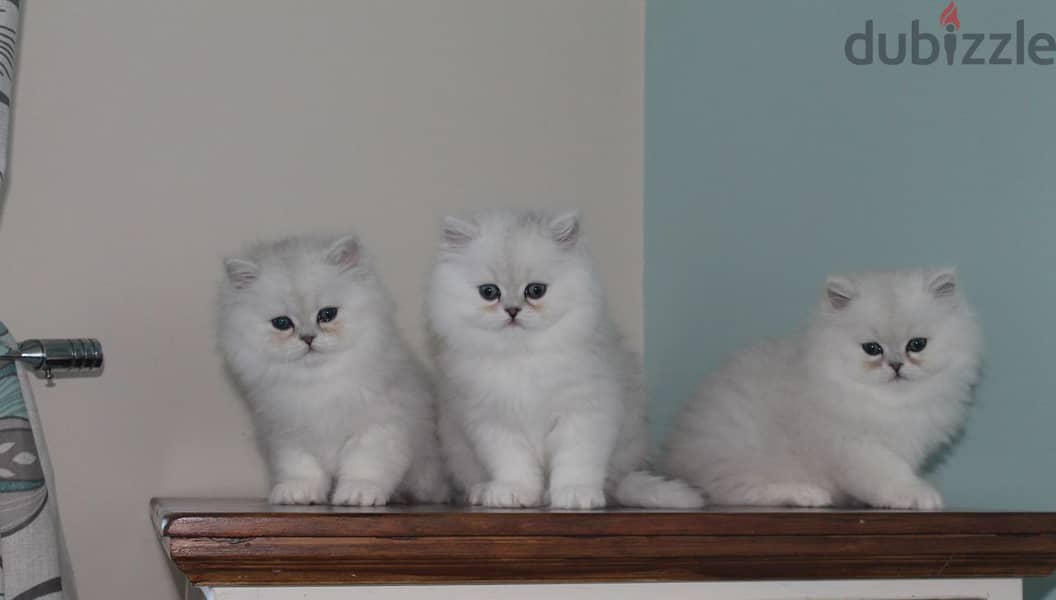 Whatsapp Me +966583921348 Persian Cats 0