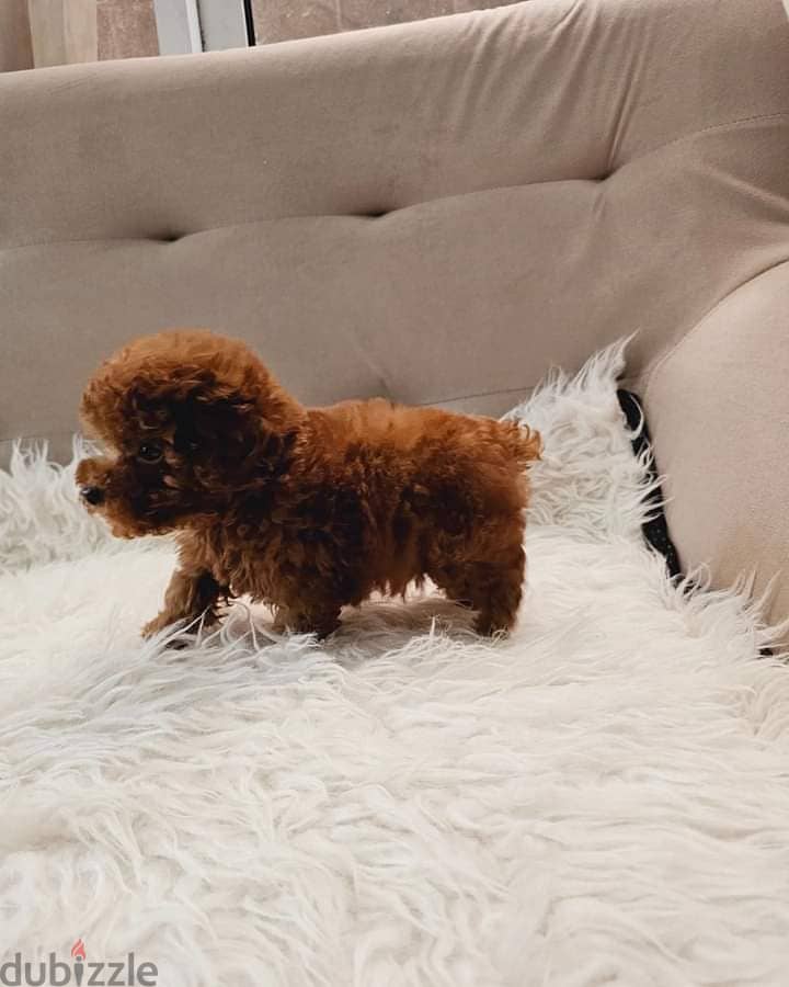 Whatsapp Me +972555074990 Toy Poodle Puppies 1