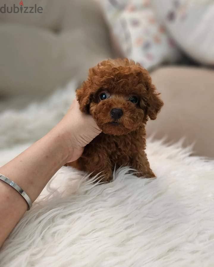 Whatsapp Me +966583921348 Toy Poodle Puppies 0