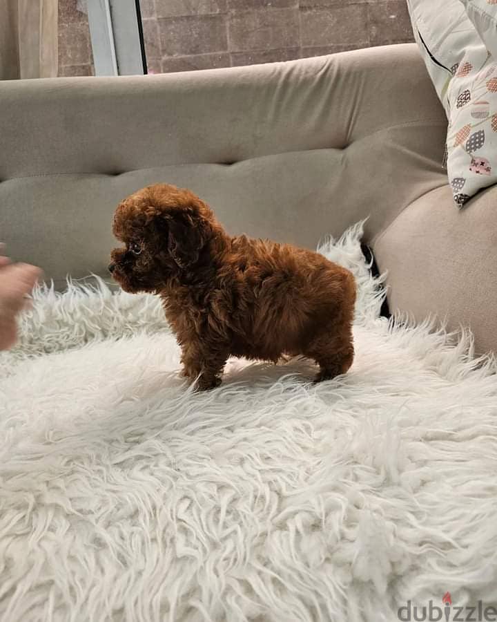 Whatsapp Me +966583921348 Toy Poodle Puppies 1