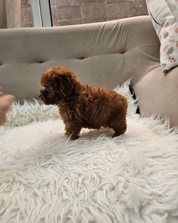 Whatsapp Me +966583921348 Toy Poodle Puppies 0