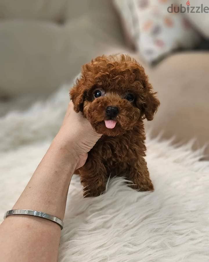 Whatsapp Me +966583921348 Toy Poodle Puppies 1