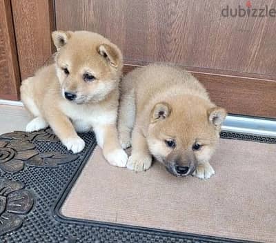 Whatsapp Me +966588993320 Shiba Inu Puppies