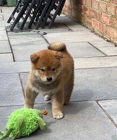 Whatsapp Me +966588993320 Shiba Inu Puppies 1