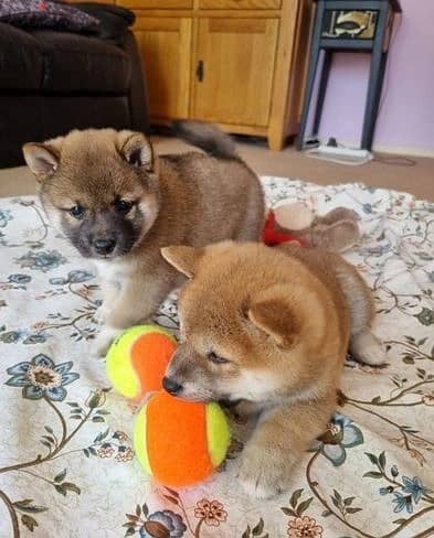 Whatsapp Me +966588993320 Shiba Inu Puppies 0