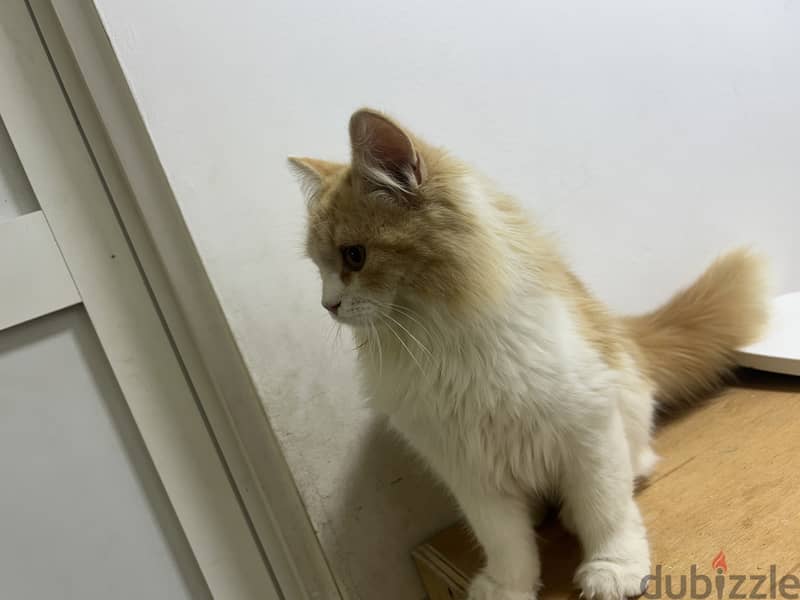 Siberian cat 1