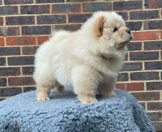 Whatsapp Me +966583921348 Chow Chow Puppies 0