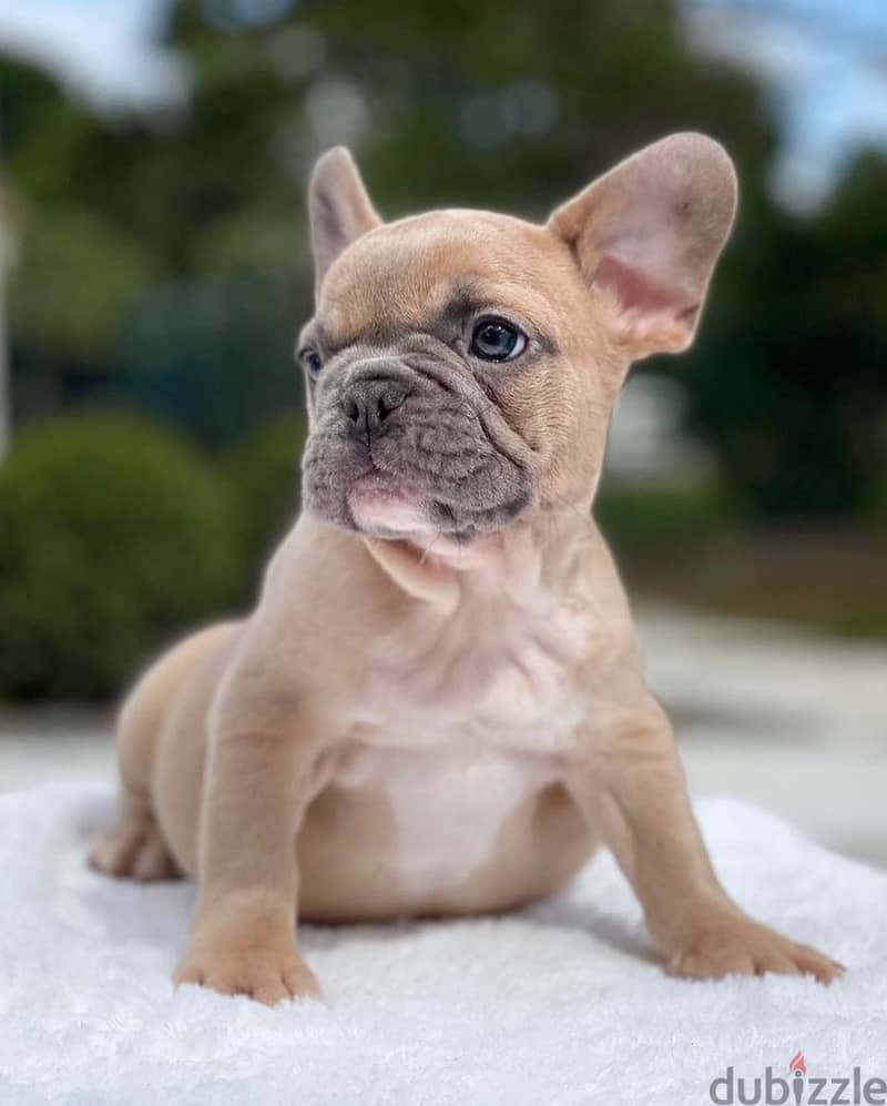 French Bulldog puppy for sale WhatsApp +4917629216066 0