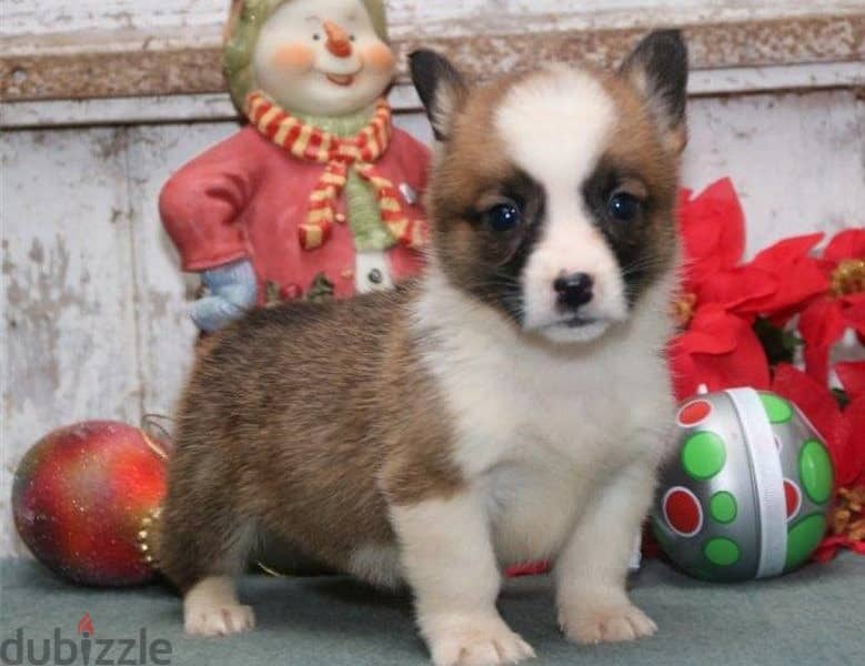 Whatsapp Me +966583921348 Pembroke Corgi Puppies 0