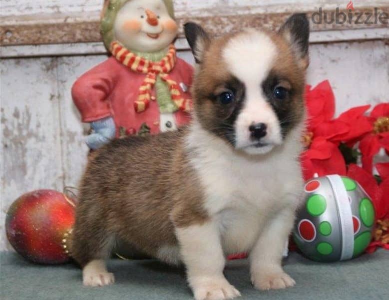 Whatsapp Me +966583921348 Welsh Pembroke Corgi Puppies 1