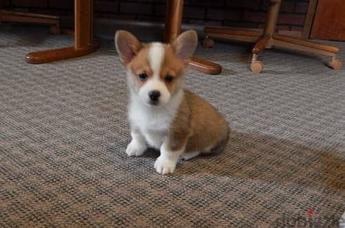 Whatsapp Me +966583921348 Pembroke Corgi Puppies 0