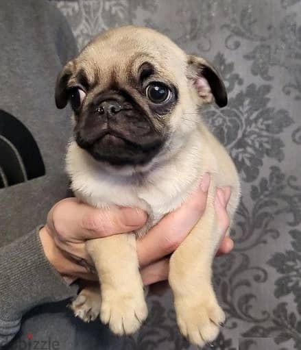 Whatsapp Me +966583921348 Pug Puppies 1