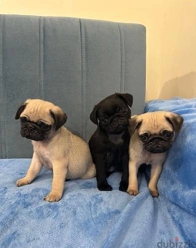 Whatsapp Me +966583921348 Pug Puppies 0