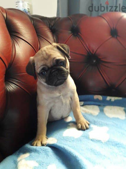 Whatsapp Me +966583921348 Pug Puppies 1