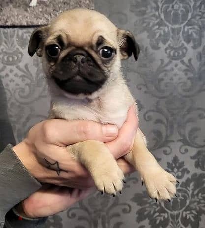 Whatsapp Me +966583921348 Pug Puppies 1