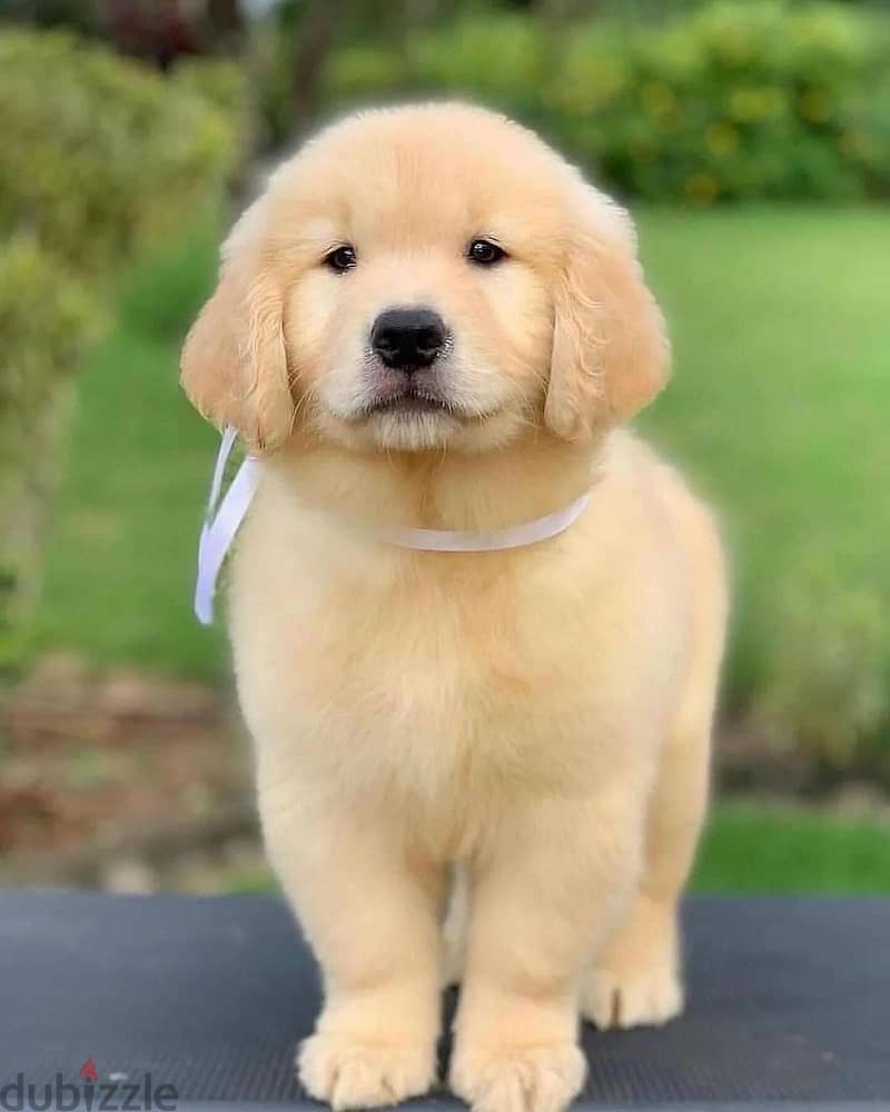 Golden Retriever// Whatsapp +97455792932 0