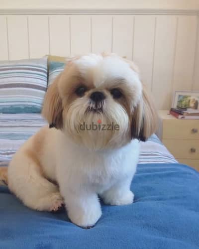 Shih Tzu puppies// Whatsapp +971552543679