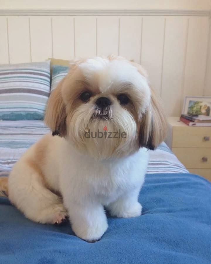 Shih Tzu puppies// Whatsapp +971552543679 0