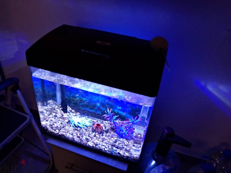 Fish Aquarium & Fishes SELL 0