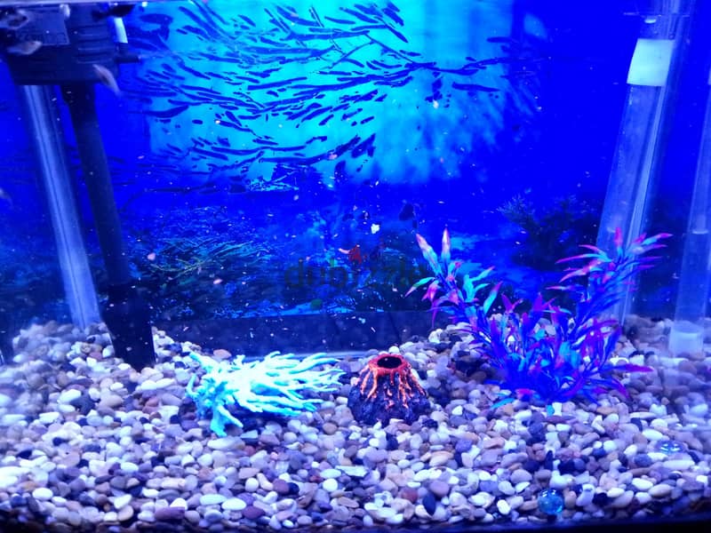 Fish Aquarium & Fishes SELL 2