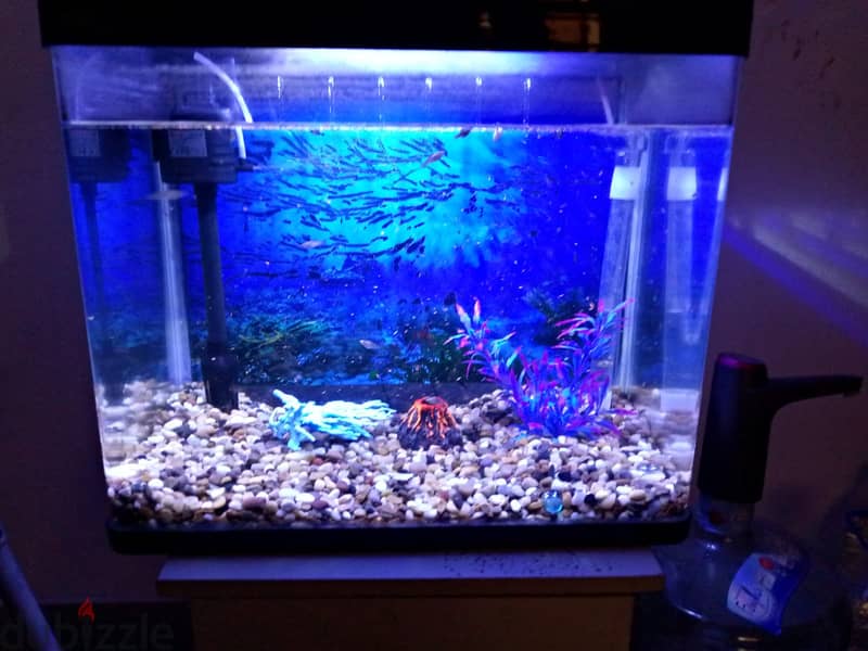 Fish Aquarium & Fishes SELL 3