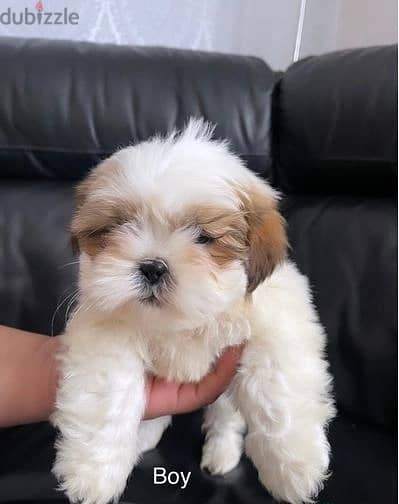 Whatsapp Me +966588993320 Shih Tzu Puppies 1