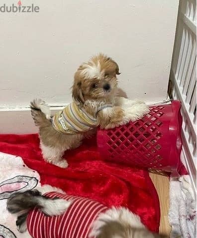 Whatsapp Me +966588993320 Shih Tzu Puppies 0