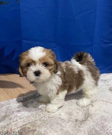 Whatsapp Me +966588993320 Shih Tzu Puppies 1