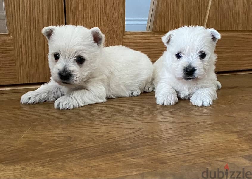 Whatsapp Me +966588993320 West Highland Terrier 0