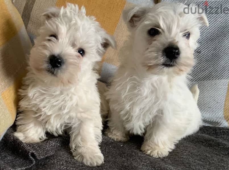 Whatsapp Me +966588993320 West Highland Terrier 1